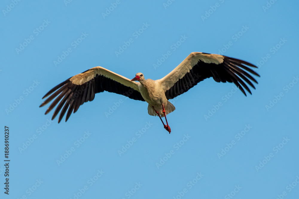Obraz premium Symmetrical view of a wild stork in flight against clear sky