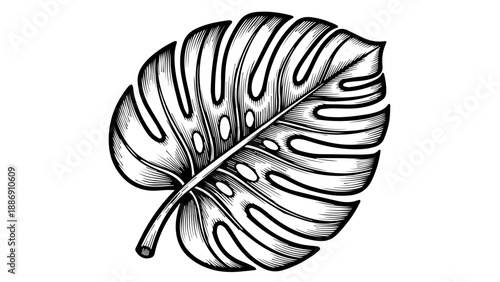 Intricate black and white illustration of a single tropical leaf with detailed veins