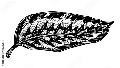 High-contrast black-and-white illustration of a single leaf with intricate vein structure