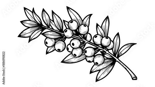 Black and white botanical illustration of a branch with leaves and berries