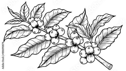 Black and white line drawing of a coffee plant branch with cherries and serrated leaves