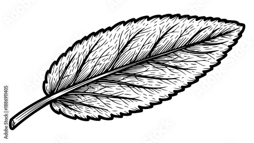 Single feather illustration with intricate details in black and white