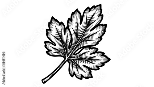 High-contrast black-and-white illustration of a single detailed leaf with a slender stem