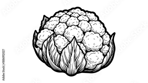 Black and white line art illustration of a detailed cauliflower with intricate florets and leaves