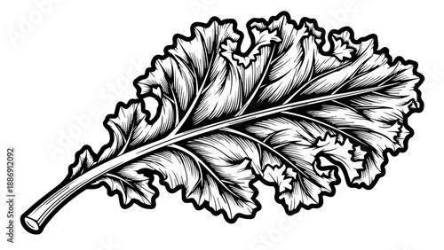 Intricate black and white illustration of a single leaf with detailed veins and serrated edges
