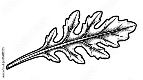 Black and white line art illustration of a single leaf with intricate veins and serrated edges