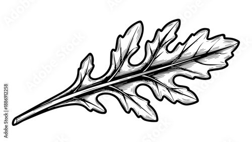 Intricate black and white illustration of a single leaf with detailed veining patterns