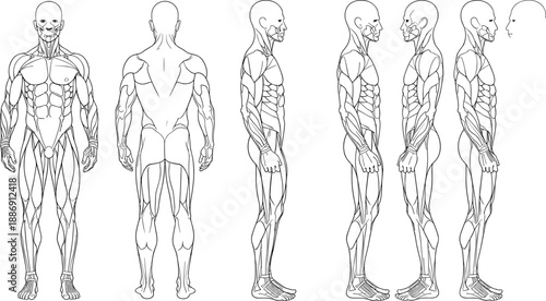 human, anatomy, muscles, muscular, system, male, body, front, side, back, medical, scientific, vector, illustration, technical, drawing, reference, chart, template