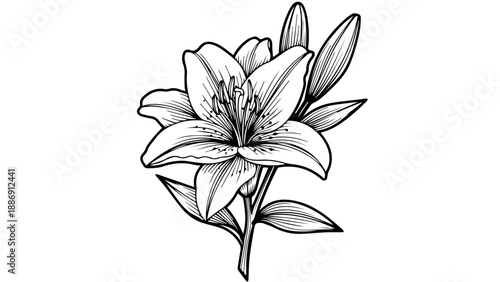 Black and white line drawing of a lily flower with leaves