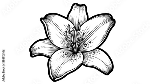 Black and white line drawing of a single lily with six petals and radiating stamens