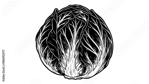 High-contrast black and white illustration of a cabbage with detailed leaves