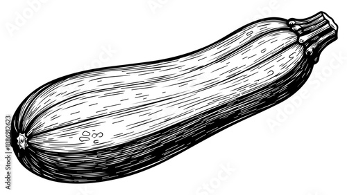 Black and white illustration of an elongated gourd with naturalistic texture and fine details