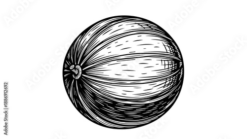 Black and white illustration of a single coconut with intricate stem details