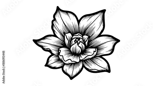 Black and white line drawing of a single lotus flower in full bloom