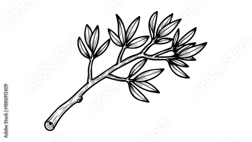 Black and white line drawing of a branch with elongated pointed leaves extending diagonally