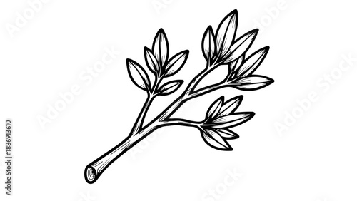 Black and white line drawing of a slender plant stem with elongated pointed leaves