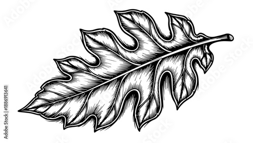 Black and white illustration of a single leaf with intricate veining and serrated edges