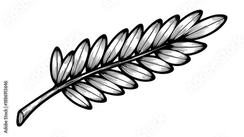 Single elongated fern leaf illustration with intricate details on clean background