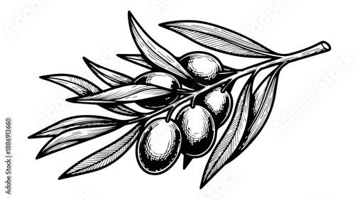 Black and white illustration of an olive branch with leaves and olives