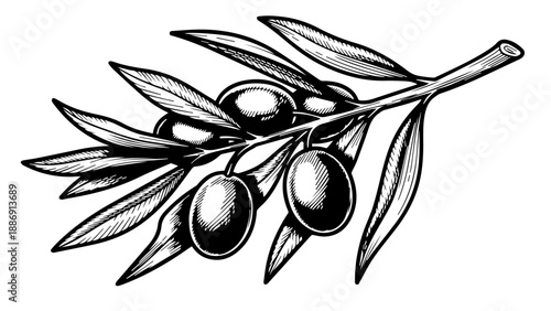 Black and white illustration of an olive branch with three olives