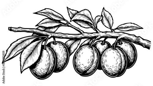 Black and white illustration of a branch with round fruits and elongated leaves