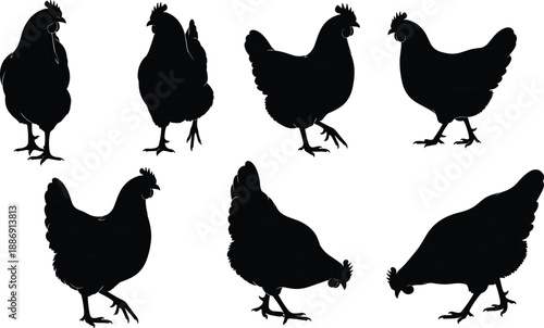 Set of chicken and hen silhouettes in various poses including walking and pecking isolated on white background for farm design projects