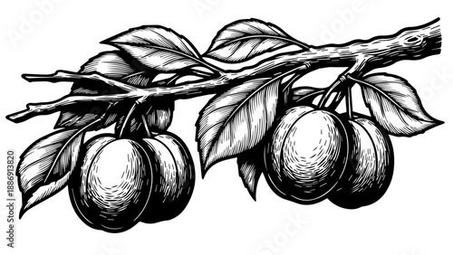 Black and white illustration of a branch with broad leaves and clusters of round stone fruit