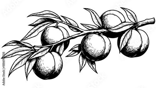 Black and white illustration of a branch with four peaches and leaves