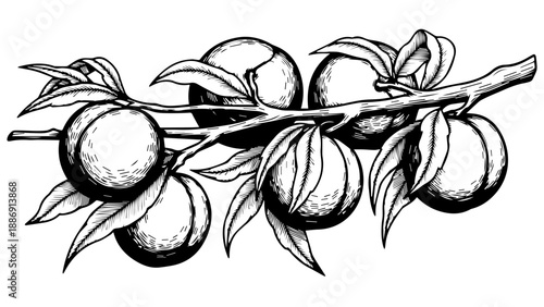 Black and white illustration of a branch with five peach-like fruits and elongated leaves