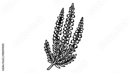 Black and white botanical illustration of slender stems with small leaves and delicate flowers