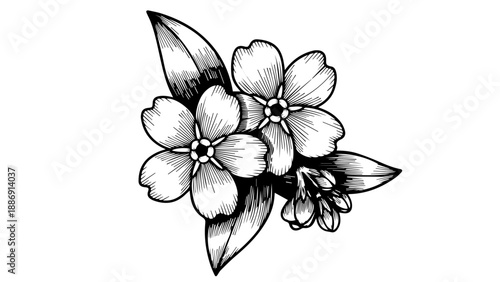 Black and white illustration of delicate flowers with elongated petals on a light background