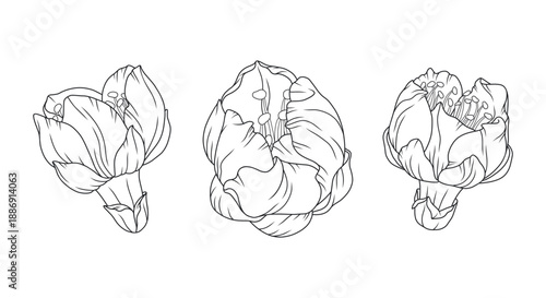 Cherry blossom flower buds outline. Japanese sakura with delicate petals. Flower line art illustration. Hand drawn floral design for spring decoration and wedding projects