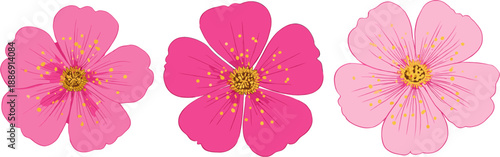 Set of 3 pink flowers with different color patterns, vector illustration