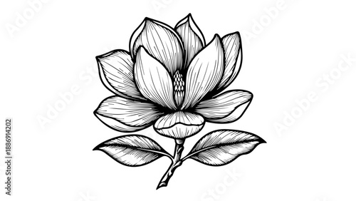 Black and white line drawing of a single magnolia flower with detailed petals and leaves