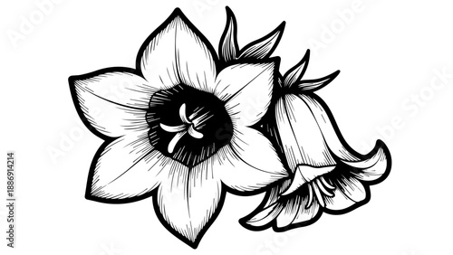 High-contrast black-and-white botanical illustration of two daffodils with intricate details