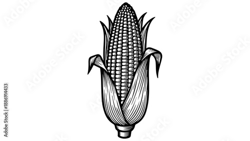 High-contrast black-and-white illustration of a single ear of corn with detailed kernels and husk