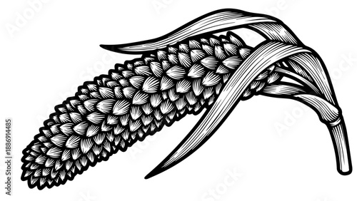 Black and white illustration of a pinecone with intricate textured scales