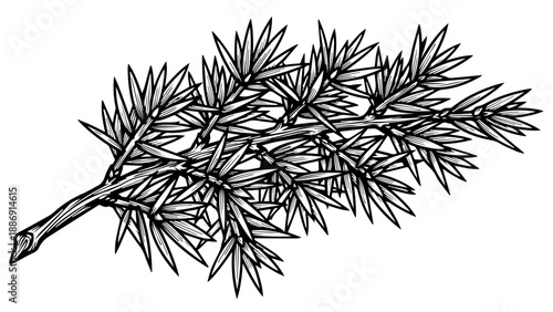 Black and white illustration of a coniferous tree branch with needle-like leaves