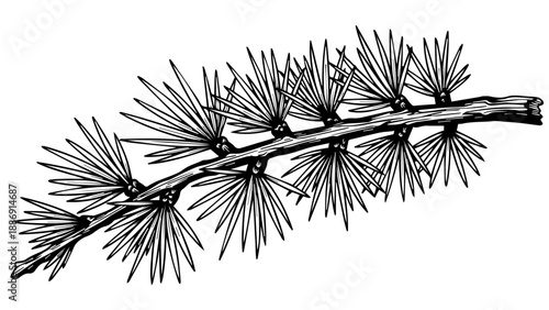 Black and white illustration of a textured pine branch with pine cones