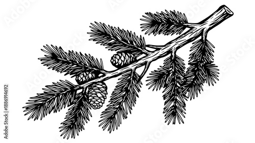 Black and white illustration of a pine branch with pine cones