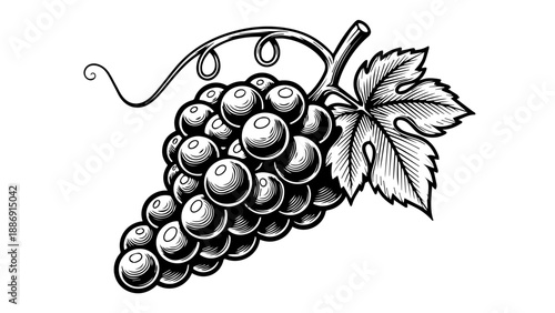 Black and white illustration of a bunch of grapes with a leaf on a vine