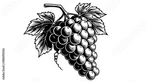 Black and white illustration of a bunch of grapes with leaves on a transparent background