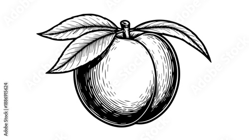 Black and white illustration of a peach with leaves on a clean background