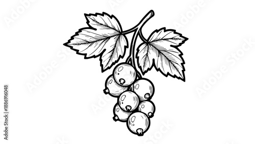 Black and white illustration of a cluster of grapes with leaves on a transparent background