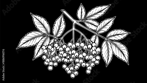 High-contrast monochromatic botanical illustration of round berries and serrated leaves on black background