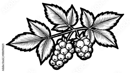 Black and white illustration of a grape cluster with surrounding leaves