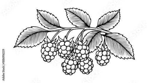 Black and white botanical illustration of blackberries and leaves on a stem