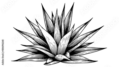 Black and white line art illustration of a bird of paradise flower