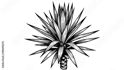 High-contrast black-and-white illustration of a three-dimensional yucca or agave plant with long pointed leaves