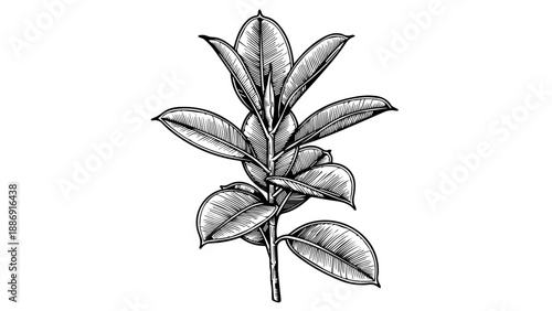 Black and white line drawing of a symmetrical plant stem with elongated leaves and detailed veins